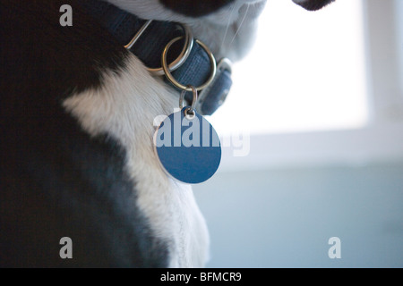 Un contrassegno di identificazione appesi a un cane al collare, close up Foto Stock