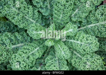 In prossimità della pianta di cavolo Foto Stock