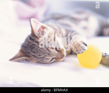 Gattino che dorme con una palla in mano. Foto Stock