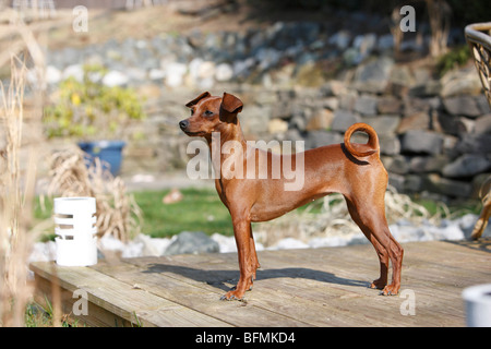 Pinscher in miniatura (Canis lupus f. familiaris), in piedi in una veranda in giardino, Germania Foto Stock