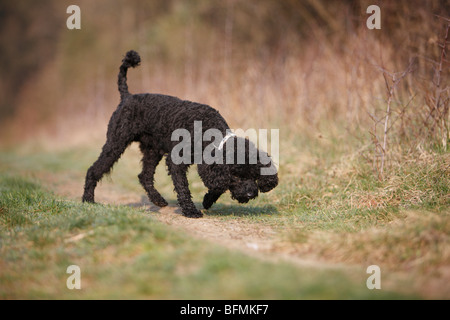 Barboncino in miniatura (Canis lupus f. familiaris), lo sniffing a fieldpath, Germania Foto Stock