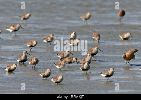 Dunlin (Calidris alpina), gruppo nel fango flatt Foto Stock