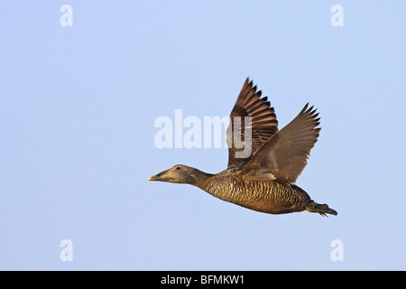 Eider comune (Somateria mollissima), femmina Foto Stock