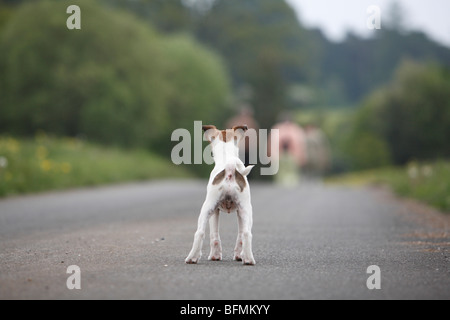 Jack Russell Terrier (Canis lupus f. familiaris), pup guardando pedestrants, Germania Foto Stock