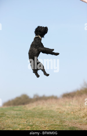 Barboncino in miniatura (Canis lupus f. familiaris), barboncino nero junping per uno spuntino, Germania Foto Stock