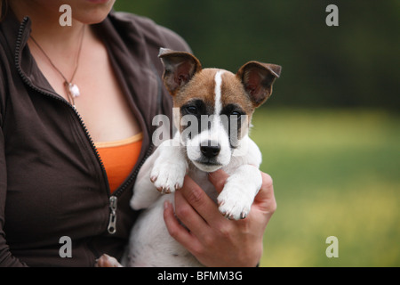 Jack Russell Terrier (Canis lupus f. familiaris), donna tenendo un cucciolo nelle sue braccia, Germania Foto Stock