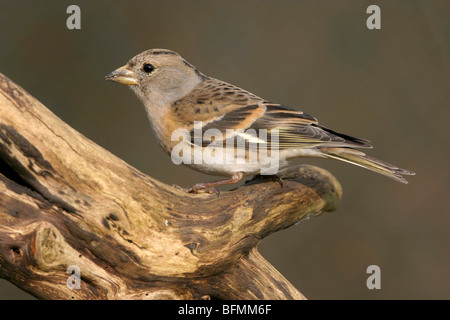 Brambling (Fringilla montifringilla), seduto su un ramoscello, Germania Foto Stock