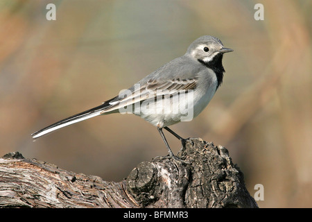 Pied wagtail (Motacilla alba), seduto su un ramoscello, Germania Foto Stock