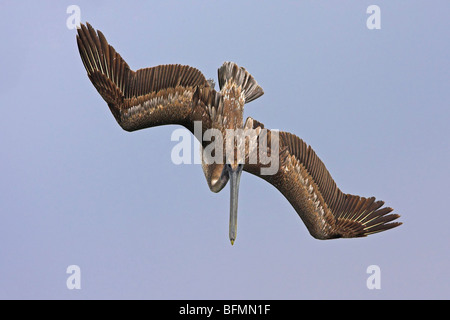 Pellicano marrone (Pelecanus occidentalis), di picchiata, STATI UNITI D'AMERICA, Florida Everglades National Park Foto Stock