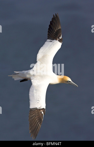 Northern gannet (Sula bassana, Morus bassanus), volare, Germania Foto Stock