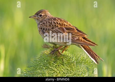 Eurasian sky lark (Alauda arvense), seduto sulla pianta, Germania Foto Stock