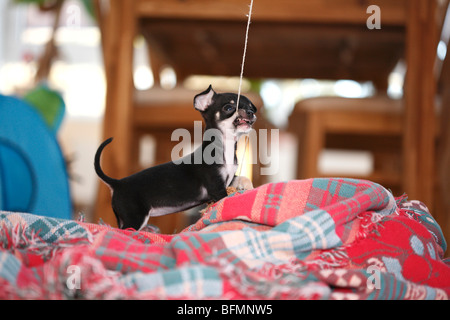 Chihuahua (Canis lupus f. familiaris), dieci settimane vecchio cucciolo giocare con un giocattolo morbido fissato in corrispondenza di una stringa, Germania Foto Stock