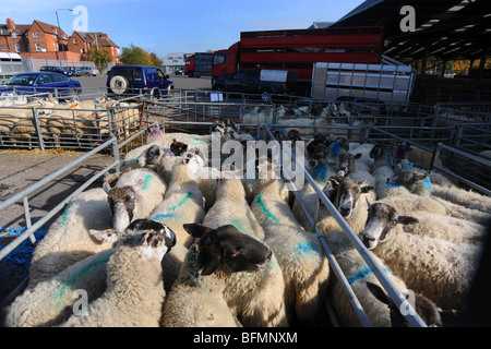 Pecore attendere in penne a Melton Mowbray Mercato, LEICESTERSHIRE REGNO UNITO Foto Stock