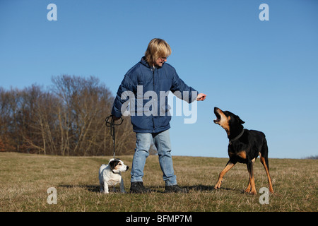 Jack Russell Terrier (Canis lupus f. familiaris), una 12anni Jack Russell Terrier e un Dobermann che circonda una woma Foto Stock