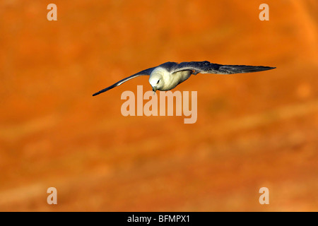 Northern fulmar (Fulmarus glacialis), volare, Norvegia Isole Svalbard Foto Stock