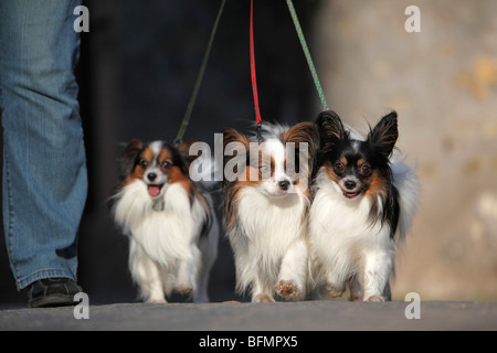 Papillon (Canis lupus f. familiaris), Lordling andare a fare una passeggiata con i tre Papillons, Germania Foto Stock