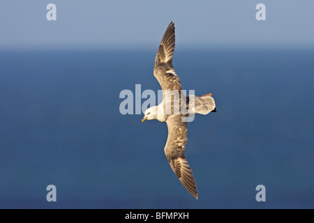 Northern fulmar (Fulmarus glacialis), volare, Norvegia Isole Svalbard Foto Stock