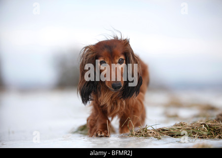 Con i capelli lunghi Bassotto a pelo lungo cane salsiccia, cane domestico (Canis lupus f. familiaris), 5 anni vecchia nana con i capelli lunghi dachshu Foto Stock