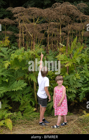 I bambini guardando Panace di Mantegazzi (Heracleum mantegazzianum). Foto Stock