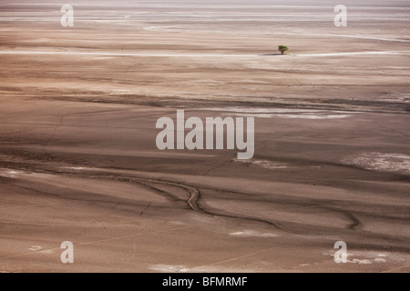 Un lone acacia lotta per sopravvivere in waterless Chalbi deserto del nord del Kenya. Foto Stock
