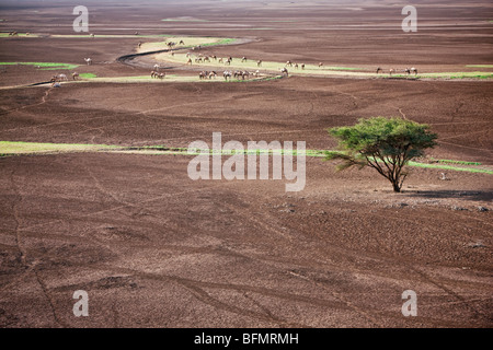 Alla fine della stagione delle piogge, bestiame pascolano le piccole strisce di vegetazione lungo stagionale dei corsi d'acqua nel deserto Chalbi Foto Stock