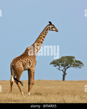 Kenya. Un Masai giraffe attraversa la vasta pianura erbosa nel Masai Mara riserva nazionale. Foto Stock