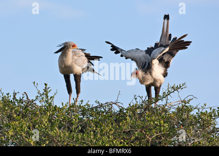 Kenya. Una coppia di segretario di nidificazione di uccelli nella Riserva Nazionale di Masai Mara. Foto Stock