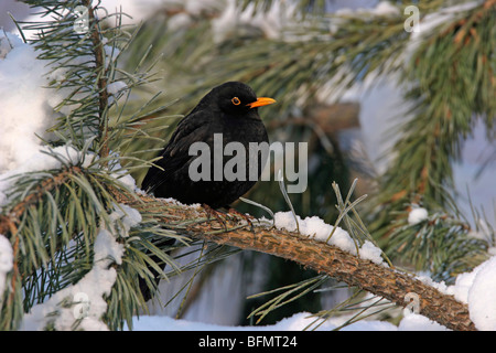 Merlo (Turdus merula), maschile seduto su un ramo in inverno, Germania Foto Stock