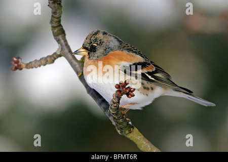 Brambling (Fringilla montifringilla), seduto su un ramo, Germania Foto Stock