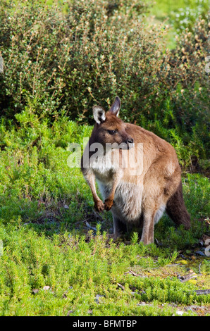 In Australia, in Sud Australia, Kangaroo Island. Grigio occidentale Canguro (Macropus fuliginosus) nel Parco Nazionale di Flinders Chase. Foto Stock