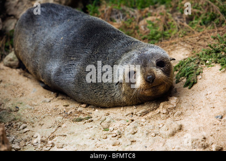 In Australia, in Sud Australia, Kangaroo Island. Nuova Zelanda pelliccia sigillo a Cape du Couedic nel Parco Nazionale di Flinders Chase. Foto Stock