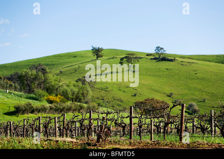 In Australia, in Sud Australia, la Barossa Valley. Vigna i vitigni. Foto Stock