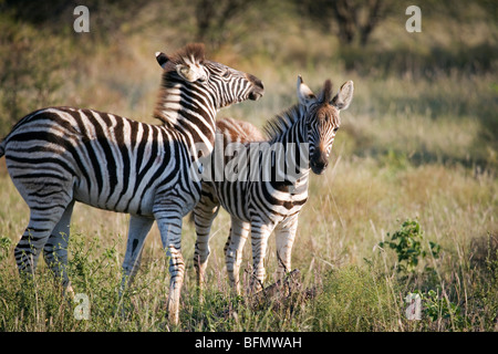 Sud Africa; Nord ovest della provincia; Madikwe Game Reserve. Due pianure zebra puledri (Equus quagga, precedentemente Equus burchelli) Foto Stock