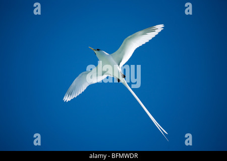 Le Seychelles. White-tailed Tropic Bird (Phaethon lepturus) soaring contro un profondo cielo blu su Praslin. Foto Stock