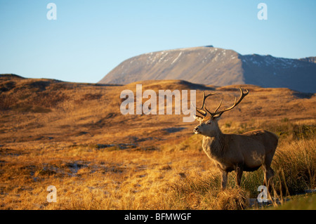 Il cordiale wild Red Deer stag soprannominato Big Boy da un layby vicino al monte nero nella campagna scozzese Foto Stock