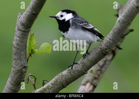 Pied wagtail (Motacilla alba), seduto su un ramo, Germania Foto Stock