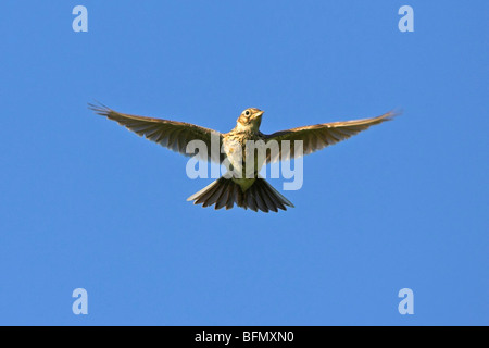 Eurasian sky lark (Alauda arvense), volare, Germania Foto Stock