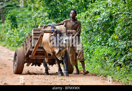 Tanzania, Zanzibar. Un uomo manzi il suo cocchio trainato da buoi vicino Mangapwani. Politica comune dei trasporti nelle aree rurali dell'isola. Foto Stock