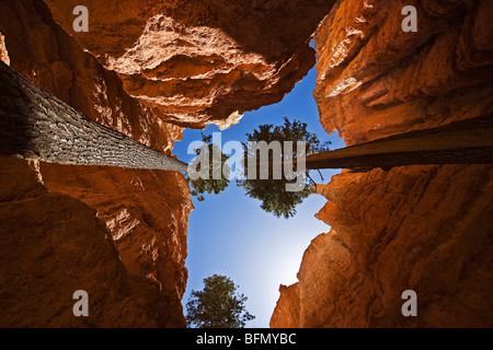 Stati Uniti d'America, Utah, il Ruby's Inn, Bryce Canyon, pini per raggiungere il cielo in uno slot canyon Navajo Loop Trail a piedi. Foto Stock