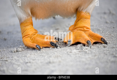 Isole Falkland, Sea Lion Island. Il giallo dei piedi del pinguino Gentoo (Pygoscelis papua). Foto Stock