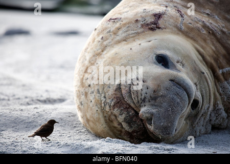 Isole Falkland, Sea Lion Island. Tussac uccello che si avvicinano ad un maschio guarnizione di elefante tirata fuori sulla spiaggia. Foto Stock