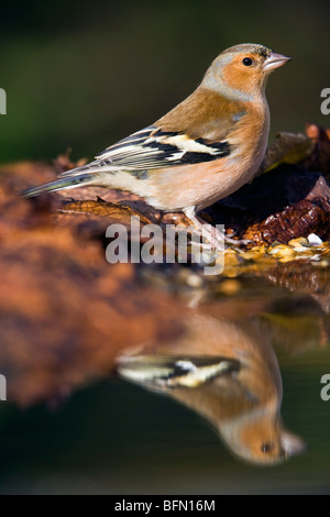 Fringuello; Fringilla coelebs; maschio a bordo di acqua; Cornovaglia Foto Stock