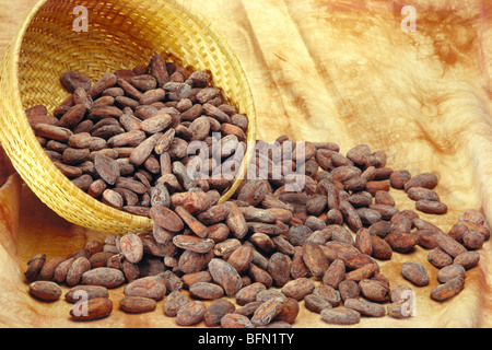 fagiolo di cacao; fagiolo di cacao; semi essiccati e fermentati; kerala; india; asia Foto Stock