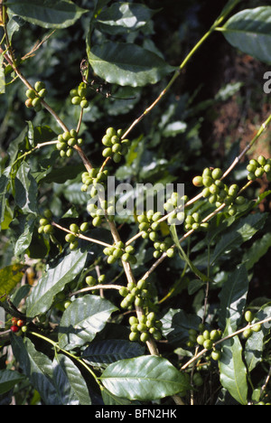 La pianta del caffè con bacche ; Karnataka ; India Foto Stock