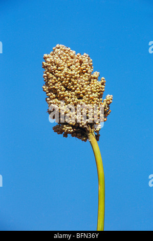 Sorgo ; gowar pianta del raccolto ; Pune ; Maharashtra ; India ; asia Foto Stock