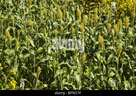 Sorgo; Jowar coltiva in campo; Satara; Maharashtra; India Foto Stock