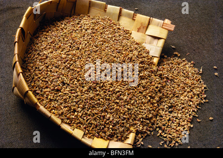 ajowan ; seme del vescovo in canestro di winnowing Foto Stock