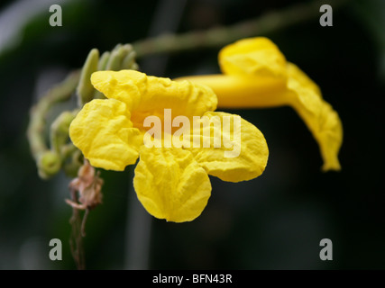 Giallo vitigno a campana, Adenocalymna comosum, Bignoniaceae (Jacaranda famiglia), syn comosa bignonia, Brasile, Sud America. Foto Stock