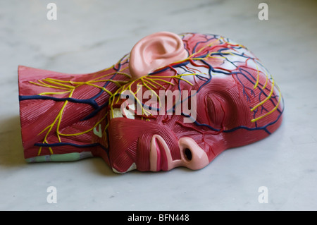 Anatomica per modello di testa Foto Stock