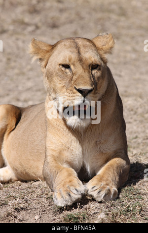 Femmina di leone africano Panthera leo prese nel Serengeti NP, Tanzania Foto Stock